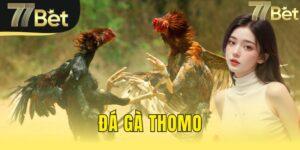 đá gà thomo